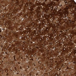 Invitrogen ZNF862 Polyclonal Antibody 100 &mu;L; Unconjugated:Antibodies,