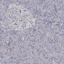 Invitrogen PPP1R12B Polyclonal Antibody 100 &mu;L; Unconjugated:Antibodies,
