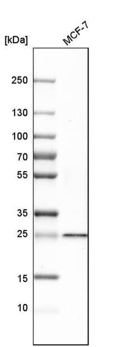 Invitrogen SIKE Polyclonal Antibody 100 &mu;L; Unconjugated:Antibodies,