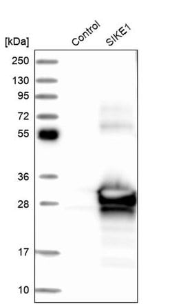 Invitrogen SIKE Polyclonal Antibody 100 &mu;L; Unconjugated:Antibodies,