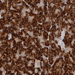 Invitrogen NXT2 Polyclonal Antibody 100 &mu;L; Unconjugated:Antibodies,