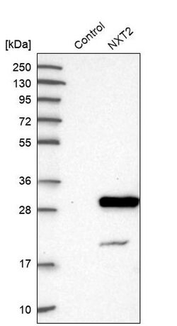 Invitrogen NXT2 Polyclonal Antibody 100 &mu;L; Unconjugated:Antibodies,