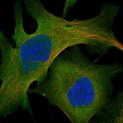 Invitrogen MYO10 Polyclonal Antibody 100 &mu;L; Unconjugated:Antibodies,