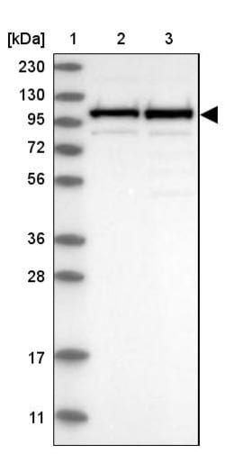 Invitrogen CPSF2 Polyclonal Antibody 100 &mu;L; Unconjugated:Antibodies,