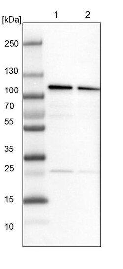 Invitrogen CPSF2 Polyclonal Antibody 100 &mu;L; Unconjugated:Antibodies,