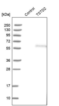 Invitrogen TSTD2 Polyclonal Antibody 100 &mu;L; Unconjugated:Antibodies,