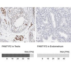 Invitrogen FAM71F2 Polyclonal Antibody 100 &mu;L; Unconjugated:Antibodies,