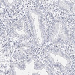 Invitrogen FAM71F2 Polyclonal Antibody 100 &mu;L; Unconjugated:Antibodies,