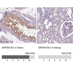Invitrogen SPATA31E1 Polyclonal Antibody 100 &mu;L; Unconjugated:Antibodies,
