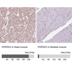 Invitrogen POPDC2 Polyclonal Antibody 100 &mu;L; Unconjugated:Antibodies,