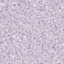 Invitrogen POPDC2 Polyclonal Antibody 100 &mu;L; Unconjugated:Antibodies,