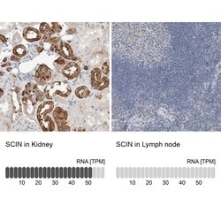 Invitrogen SCIN Polyclonal Antibody 100 &mu;L; Unconjugated:Antibodies,