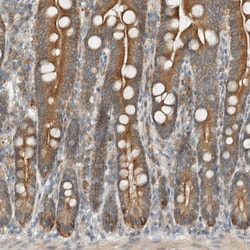 Invitrogen SEL1L Polyclonal Antibody 100 &mu;L; Unconjugated:Antibodies,