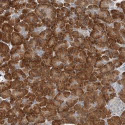 Invitrogen SEL1L Polyclonal Antibody 100 &mu;L; Unconjugated:Antibodies,