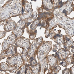 Invitrogen SEL1L Polyclonal Antibody 100 &mu;L; Unconjugated:Antibodies,