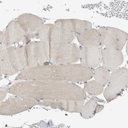Invitrogen SEL1L Polyclonal Antibody 100 &mu;L; Unconjugated:Antibodies,