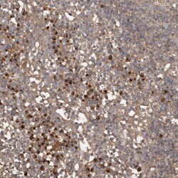 Invitrogen SNX31 Polyclonal Antibody 100 &mu;L; Unconjugated:Antibodies,