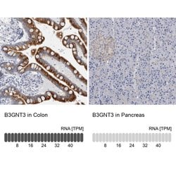 Invitrogen B3GNT3 Polyclonal Antibody 100 &mu;L; Unconjugated:Antibodies,