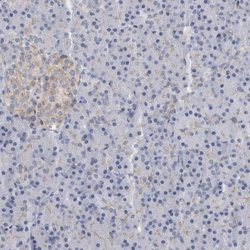 Invitrogen B3GNT3 Polyclonal Antibody 100 &mu;L; Unconjugated:Antibodies,