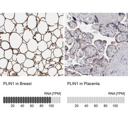 Invitrogen Perilipin 1 Polyclonal Antibody 100 &mu;L; Unconjugated:Antibodies,