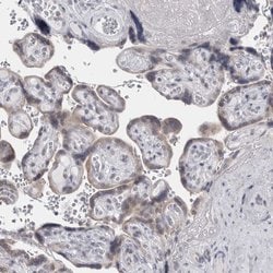 Invitrogen Perilipin 1 Polyclonal Antibody 100 &mu;L; Unconjugated:Antibodies,