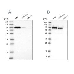 Invitrogen Niban-like protein Polyclonal Antibody 100 &mu;L; Unconjugated:Anticuerpos
