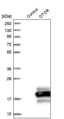 Invitrogen OTOR Polyclonal Antibody 100 &mu;L | Buy Online | Invitrogen&trade; | Fisher Scientific