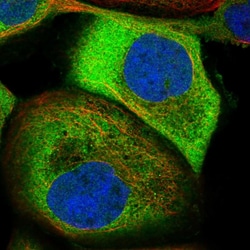 Invitrogen NAPE PLD Polyclonal Antibody 100 &mu;L; Unconjugated:Antibodies,