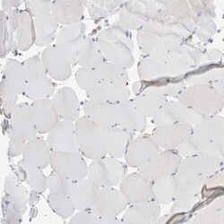 Invitrogen NAPE PLD Polyclonal Antibody 100 &mu;L; Unconjugated:Antibodies,