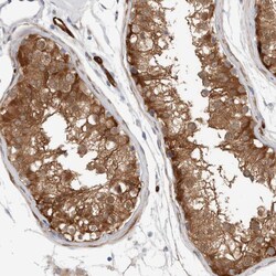 Invitrogen NAPE PLD Polyclonal Antibody 100 &mu;L; Unconjugated:Antibodies,