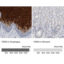 Invitrogen CRNN Polyclonal Antibody 100 &mu;L; Unconjugated:Antibodies,