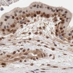 Invitrogen GATAD2A Polyclonal Antibody 100 &mu;L; Unconjugated:Antibodies,