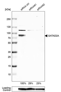 Invitrogen GATAD2A Polyclonal Antibody 100 &mu;L; Unconjugated:Antibodies,