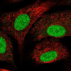 Invitrogen SNAPC5 Polyclonal Antibody 100 &mu;L; Unconjugated:Antibodies,