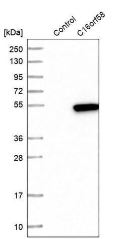 C16orf58 Polyclonal Antibody:Antibodies, Polyclonal