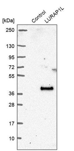 Invitrogen LURAP1L Polyclonal Antibody 100 &mu;L; Unconjugated:Antibodies,