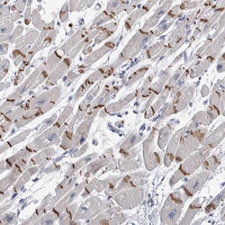 Invitrogen TMEM102 Polyclonal Antibody 100 &mu;L; Unconjugated:Antibodies,