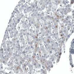 Invitrogen C1orf112 Polyclonal Antibody 100 &mu;L; Unconjugated:Antibodies,