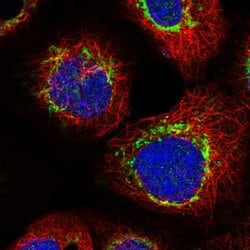 Invitrogen C1orf112 Polyclonal Antibody 100 &mu;L; Unconjugated:Antibodies,