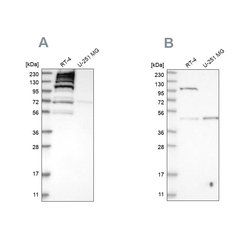 Invitrogen C1orf112 Polyclonal Antibody 100 &mu;L; Unconjugated:Antibodies,