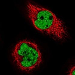 Invitrogen C17orf49 Polyclonal Antibody 100 &mu;L | Buy Online | Invitrogen&trade; | Fisher Scientific