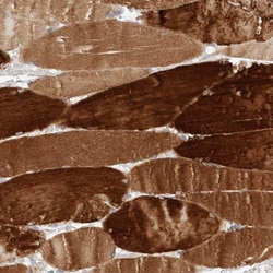 Invitrogen KBTBD5 Polyclonal Antibody 100 &mu;L; Unconjugated:Antibodies,