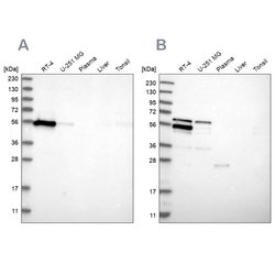 Invitrogen WIPF2 Polyclonal Antibody 100 &mu;L; Unconjugated:Antibodies,