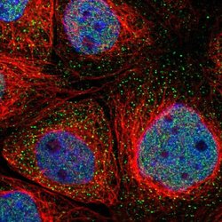 Invitrogen UNC13B Polyclonal Antibody 100 &mu;L; Unconjugated:Antibodies,