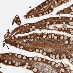 Invitrogen OTUD6B Polyclonal Antibody 100 &mu;L; Unconjugated:Antibodies,