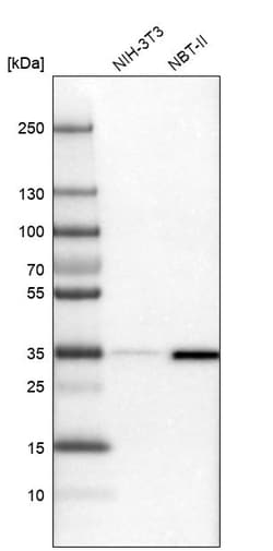 Invitrogen OTUD6B Polyclonal Antibody 100 &mu;L; Unconjugated:Antibodies,
