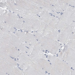 Invitrogen FAM83H Polyclonal Antibody 100 &mu;L; Unconjugated:Antibodies,