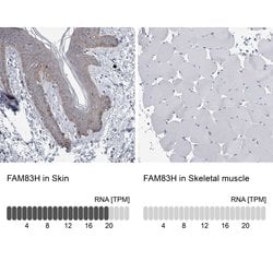 Invitrogen FAM83H Polyclonal Antibody 100 &mu;L; Unconjugated:Antibodies,