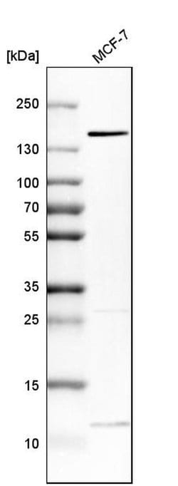 Invitrogen FAM83H Polyclonal Antibody 100 &mu;L; Unconjugated:Antibodies,