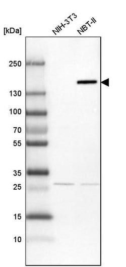 Invitrogen FAM83H Polyclonal Antibody 100 &mu;L; Unconjugated:Antibodies,
